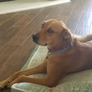 Meet your Posher, Sophie